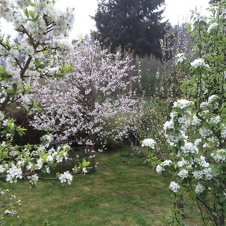 Ferienwohnung Kuckuck Auf Dem Sommerberg Incl Schwarzwaldcard Plus - 2 Zimmer 50Qm Bad Wildbad Exteriör bild