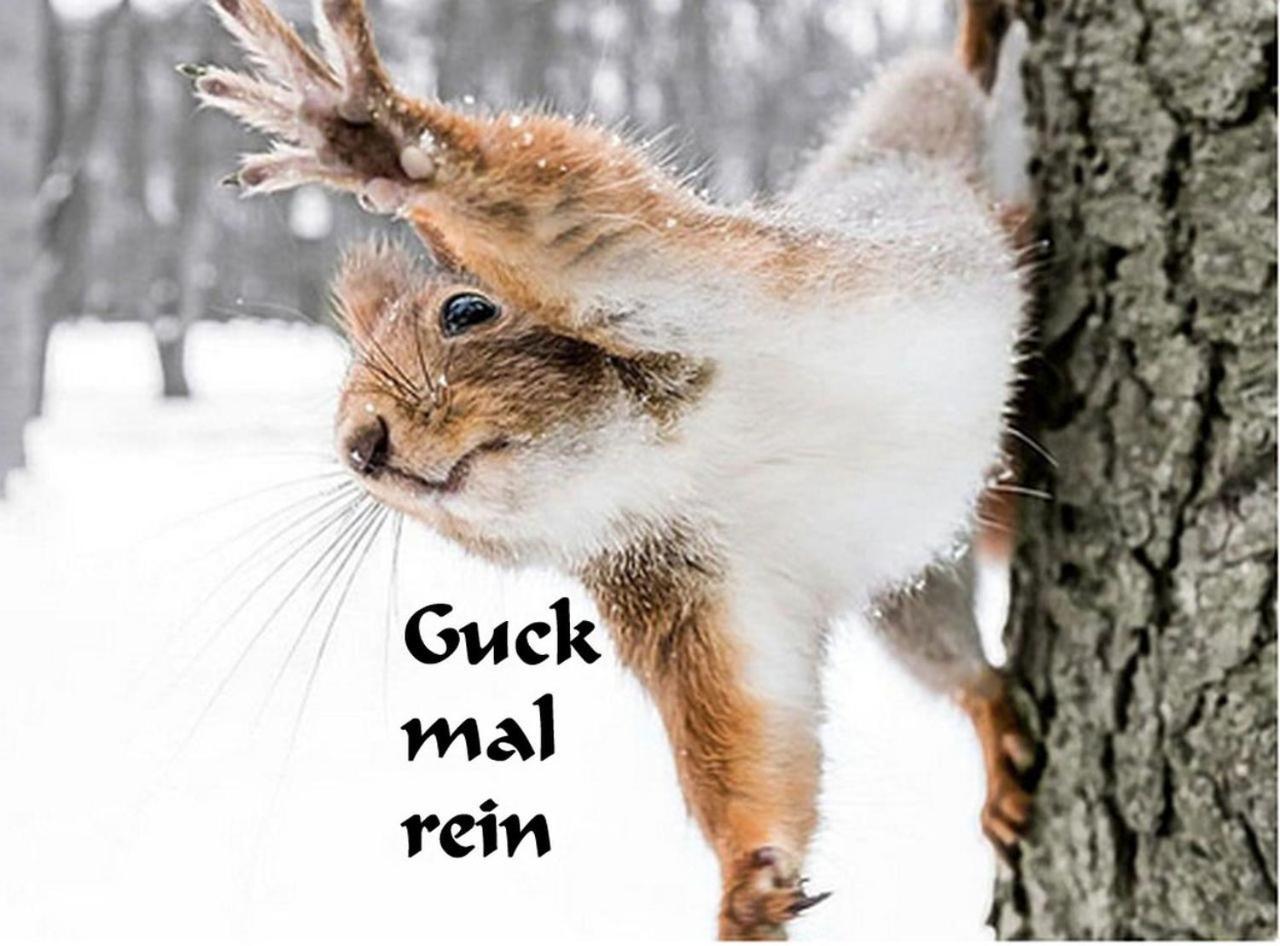 Ferienwohnung Kuckuck Auf Dem Sommerberg Incl Schwarzwaldcard Plus - 2 Zimmer 50Qm Bad Wildbad Exteriör bild